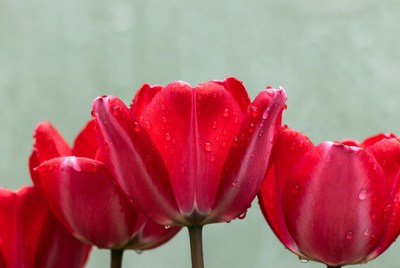 Red Tulips with Water Droplets