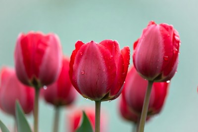 Red Tulips with Water Droplets