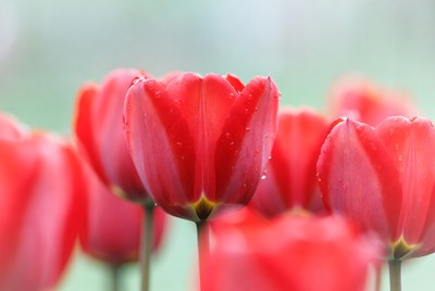 Red Tulips with Water Droplets