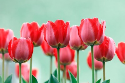Red Tulips with Water Droplets