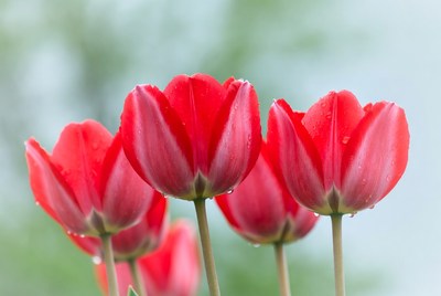 Red Tulips with Water Droplets