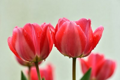 Red Tulips with Water Droplets