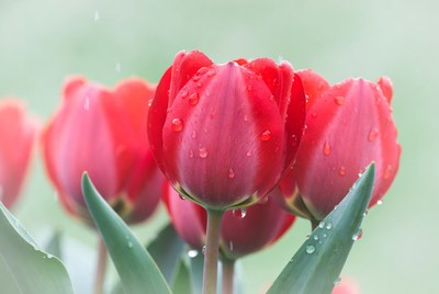 Red Tulips with Water Droplets