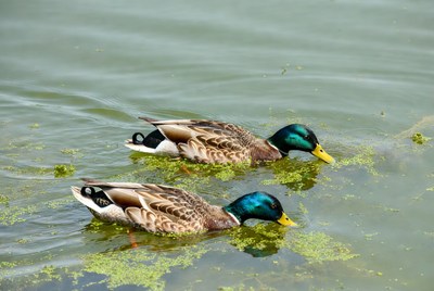 Two Mallard Ducks in Green Water