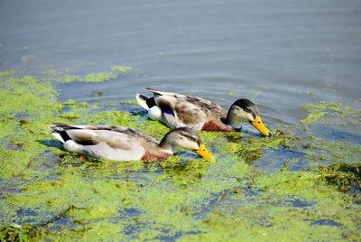 Two ducks swimming in pond