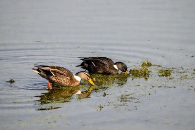 Two ducks eating plants in water