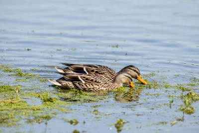 Mallard duck eating in pond