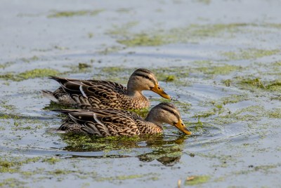 Two mallard ducks in pond