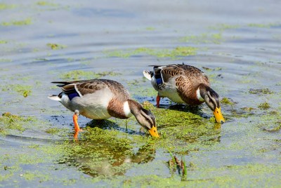 Two mallard ducks eating pond weeds