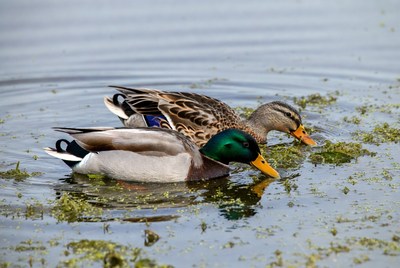 Two mallard ducks eating in water