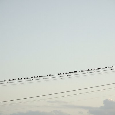 Birds perched on power lines