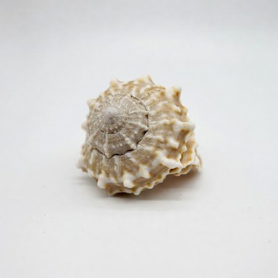 Beige spiny seashell on white background