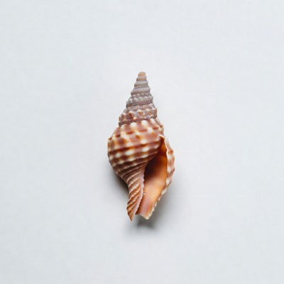 Spiral seashell on white background