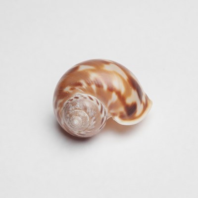 Spiral Seashell on White Background