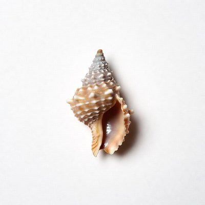 Conch seashell on white background
