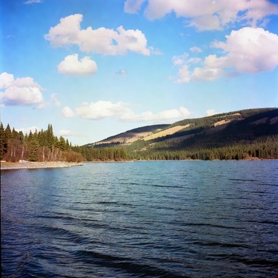 Mountain Lake with Pine Forest