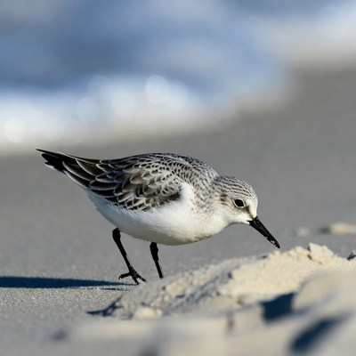 Sanderling foraging on beach sand