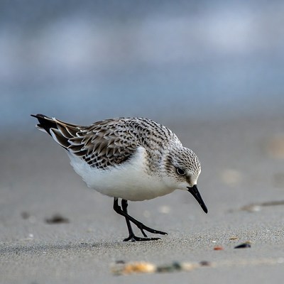 Sanderling foraging on beach sand