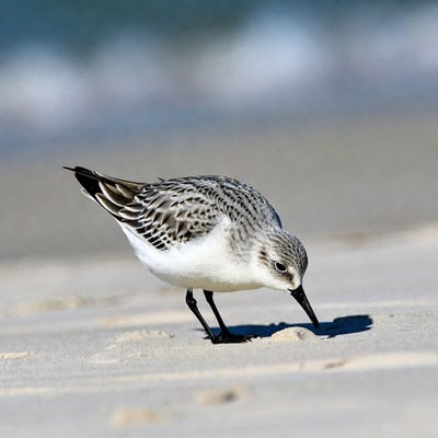 Sanderling foraging on beach sand