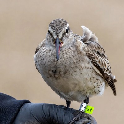 Dunlin shorebird on gloved hand