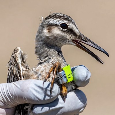 Bird with yellow leg band held in gloved hand