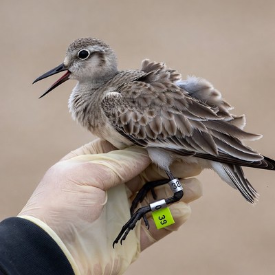 Hand holding banded semipalmated plover