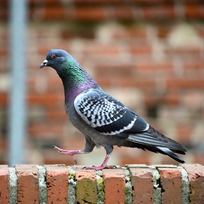Pigeon standing on brick wall
