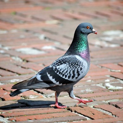 Pigeon standing on brick pavement