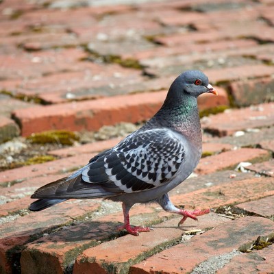 Pigeon standing on brick pavement