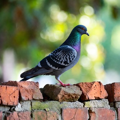 Pigeon standing on brick wall