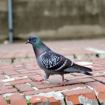 Pigeon walking on brick pavement