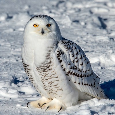 Snowy Owl on Snow
