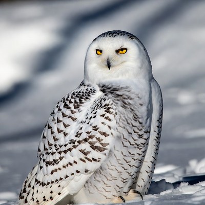 Snowy Owl Sitting in Snow