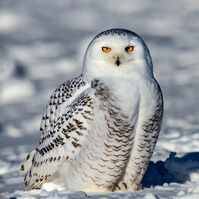 Snowy Owl on Snow