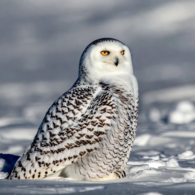 Snowy Owl Sitting in Snow