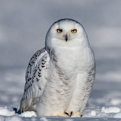 Snowy Owl on Snow