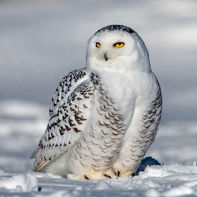 Snowy Owl on Snow