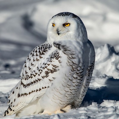 Snowy Owl in Snow