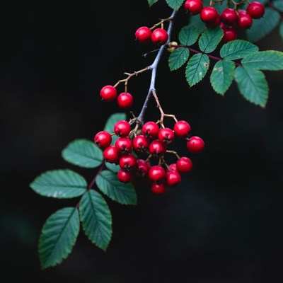 Red Berries on Green Leaves