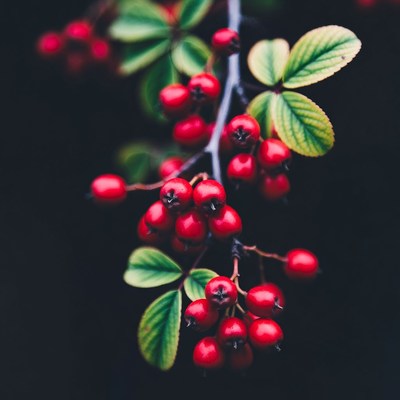 Red Berries on Green Leaves Branch