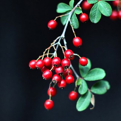Red Berries on Green Leaves Branch