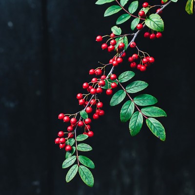 Red Berries on Green Leaves Branch