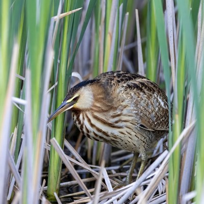 Bittern hiding in reeds