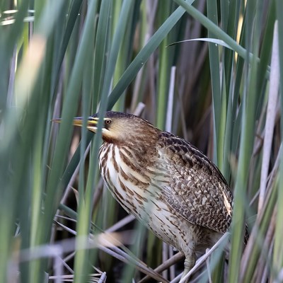 Bittern hiding in reeds