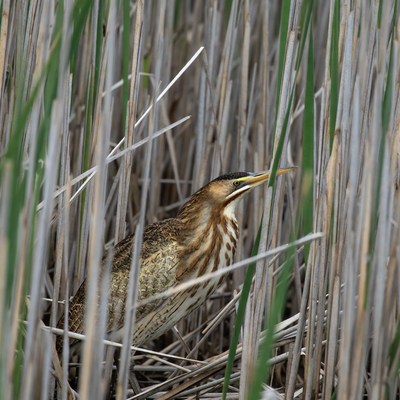 Bittern hiding in reeds