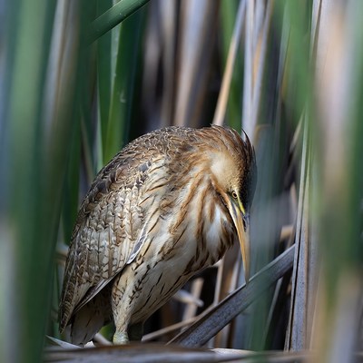 Bittern hiding in reeds