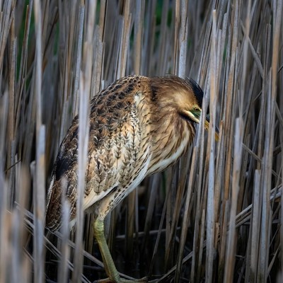 Bittern standing in reeds