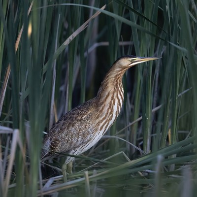 American Bittern in Reeds