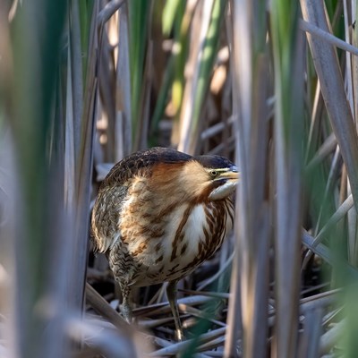Bittern hiding in reeds