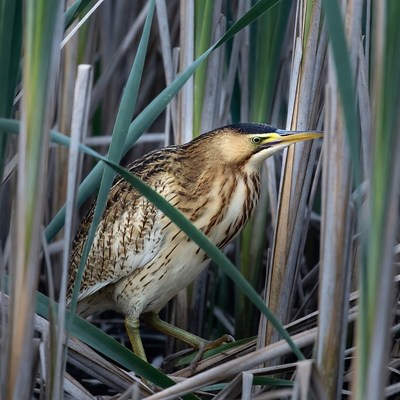 Bittern hiding in reeds